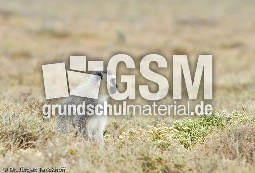 Grüne Meerkatzen (38 von 67).jpg